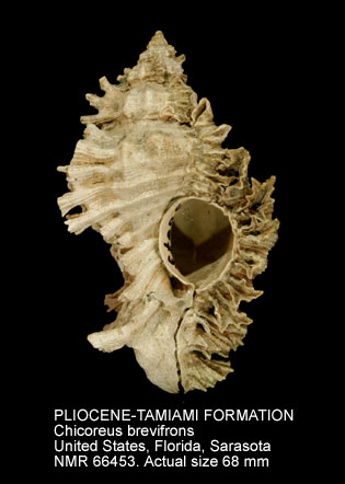 PLIOCENE-TAMIAMI FORMATION Chicoreus brevifrons.jpg - PLIOCENE-TAMIAMI FORMATIONChicoreus brevifrons(Lamarck,1822)